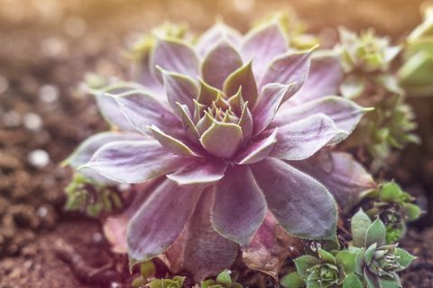 肉质植物的微距摄影