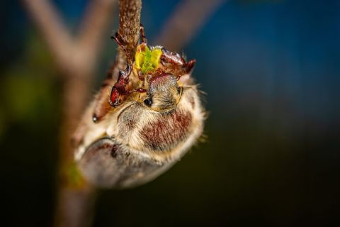 微距镜头中的棕色昆虫