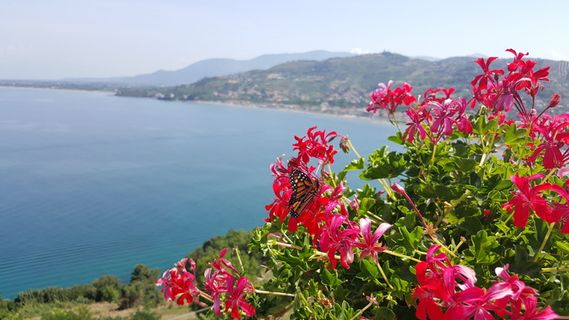 意大利，那一刻，如果萨米想要一件金属靴，花，自然之美，开花的植物，植物，自然