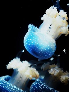 奥地利, 维也纳, 美泉宫动物园, 水族馆, 海蜇, 发光, 水, 蓝色