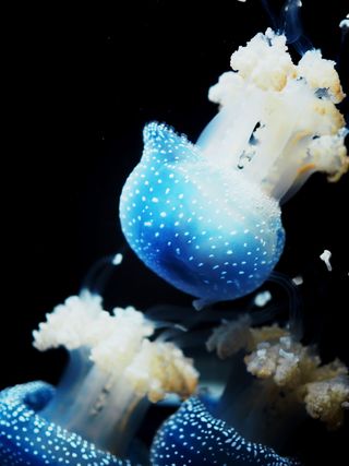 奥地利, 维也纳, 美泉宫动物园, 水族馆, 海蜇, 发光, 水, 蓝色