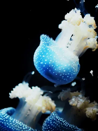 奥地利, 维也纳, 美泉宫动物园, 水族馆, 海蜇, 发光, 水, 蓝色