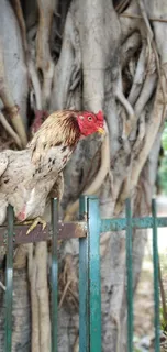 鸟，早晨，自然，风景，野生动物，动物，树木，日出