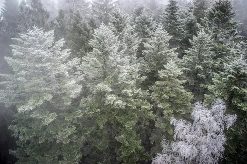 反转,森林,自然,树梢,雾,树,植物,生长 反转,森林,自然,树梢,雾,树,植物,生长