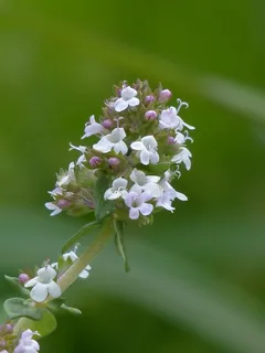 宏观摄影,紫色,白色,花朵,真正的百里香,药草,厨房药草,百里香 宏观摄影,紫色,白色,花朵,真正的百里香,药草,厨房药草,百里香