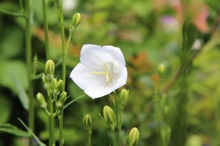 白花, 常年, 白花, 花, 开花植物, 厂, 漏洞, 脆弱
