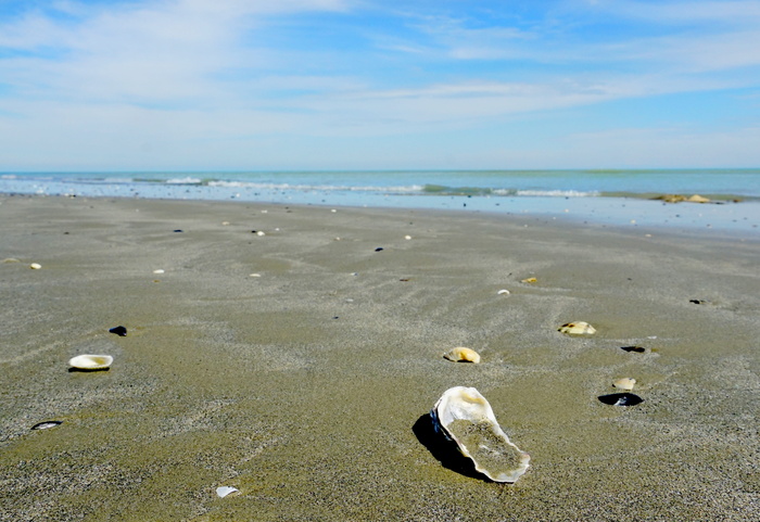 海岸上的贝壳，海，海滩，水，沙，海岸，贝壳，水