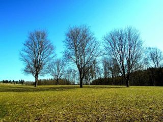 木材，春天，寒冷，芬兰，埃斯波，卢基，自然，自然照片