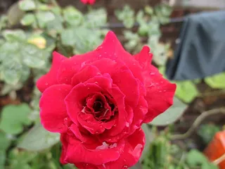 玫瑰，花，自然，爱情，浪漫，花园，开花植物，植物