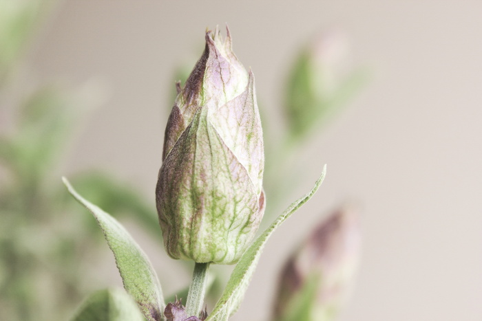 鼠尾草，鼠尾草花，年份，开花，开花，自然，花园，植物群