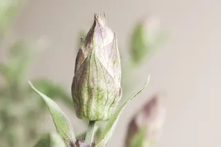 鼠尾草，鼠尾草花，年份，开花，开花，自然，花园，植物群