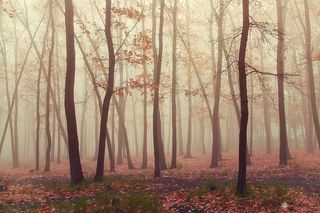 黑色，秋天，黄色，仙人掌，黑暗，黑暗，夜晚，幻想