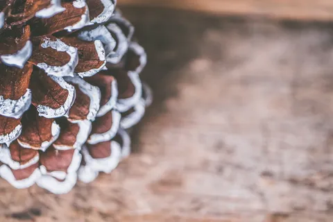 棕色和白色装饰的选择性聚焦摄影 棕色和白色装饰的选择性聚焦摄影