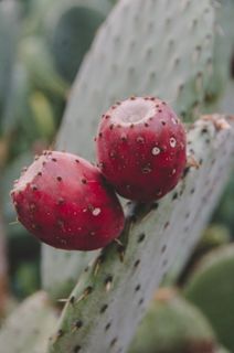 植物，巴伦西亚，花园，植物学，植物学，crema，绿色，水果