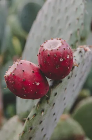 植物，巴伦西亚，花园，植物学，植物学，crema，绿色，水果
