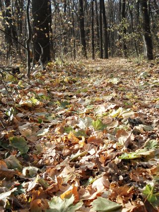 森林路，秋天，森林，秋天的森林，秋天的树叶，树木，自然，季节