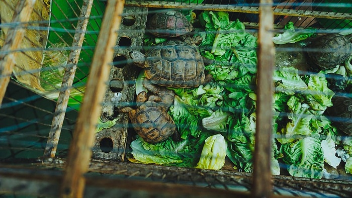 美国，纽约，宠物，动物，海龟，饲料，食品，生菜
