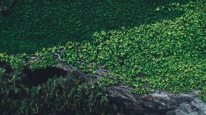 绿叶植物