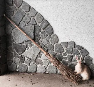 日本、竹原、ōkunoshima、兔子、魔术、扫帚、石头、哺乳动物