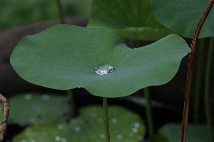 水滴，绿色，芋头植物叶，莲花，蓝色，泰国，花雨，自然