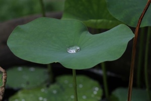 水滴，绿色，芋头植物叶，莲花，蓝色，泰国，花雨，自然