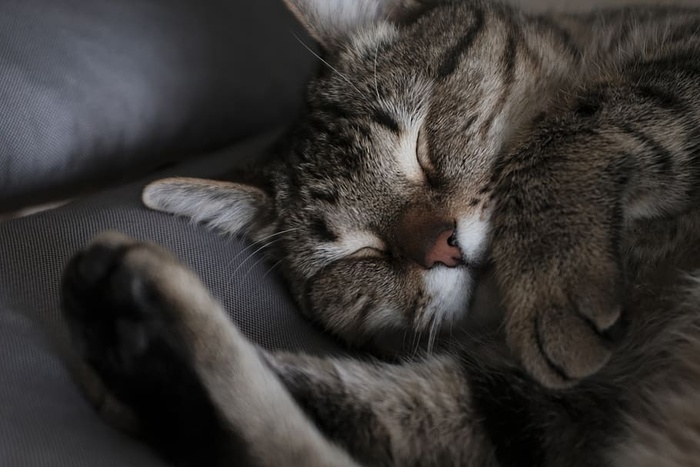 猫，舒适，睡觉，宠物，家，寒冷，灰色，复制空间