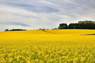 自然，景观，田地，油菜田，盛开的油菜田，春天，黄色，植物