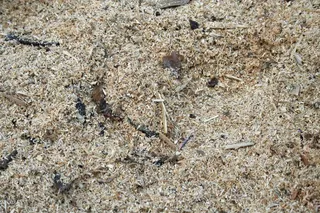 锯屑、刨花、废料、碎片、碎片、木材、有缺口的木材、纹理