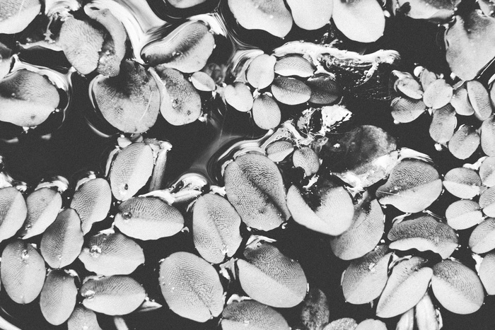 美国，夏威夷毛伊岛县，纹理，池塘，水，树叶，睡莲垫