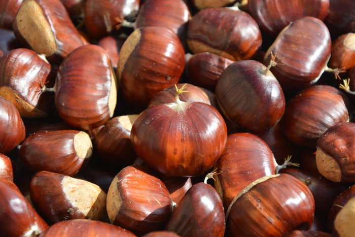 棕色、栗子、秋季、自然、水果、植物、季节、栗子