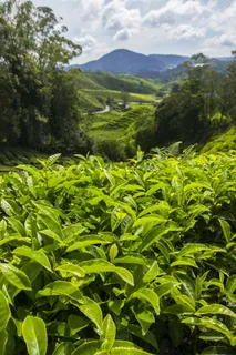 茶园,卡梅伦高地,马来西亚,亚洲,卡梅伦,茶叶,种植园,茶叶 茶园,卡梅伦高地,马来西亚,亚洲,卡梅伦,茶叶,种植园,茶叶