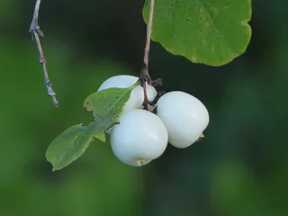 常见雪果、浆果、白色、合欢果、玩具鱼雷、帽子炸弹、草地、植物
