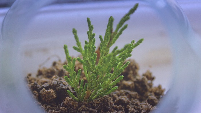 选择性，聚焦照片，绿色，叶子，植物，水族馆，展示，玻璃