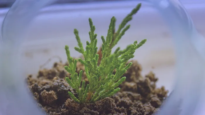 选择性，聚焦照片，绿色，叶子，植物，水族馆，展示，玻璃