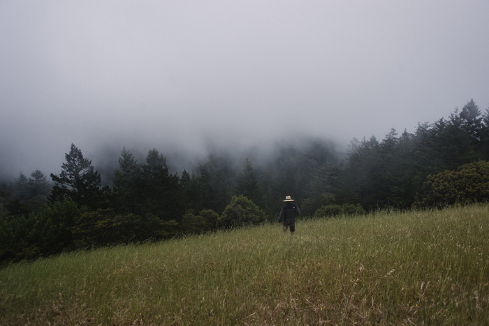 田野，雾，森林，草，草地，景观，雾，人