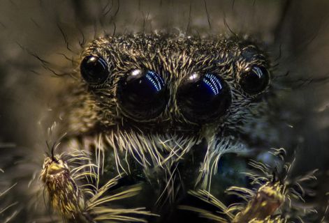 美国，billings，jumping，jumpingspider，对称，对称，眼睛，聚光灯