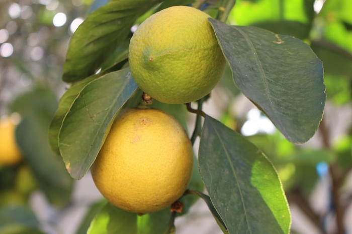 柠檬、黄色、水果、植物、果汁、柑橘类水果、酸味、成熟