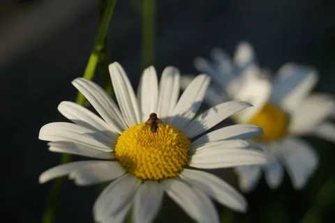 关键词fotomontáž,昆虫,花,苍蝇,自然花,自然,雏菊,植物 关键词fotomontáž,昆虫,花,苍蝇,自然花,自然,雏菊,植物