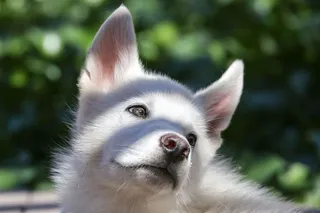 板条屋顶在户外的白色小狗身上投射出条纹阴影。