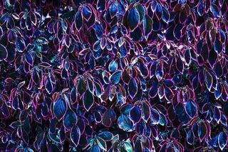 照片，蓝色和褐红色叶子，白天，抽象，不完整，加那利大酒店，夏天，紫色