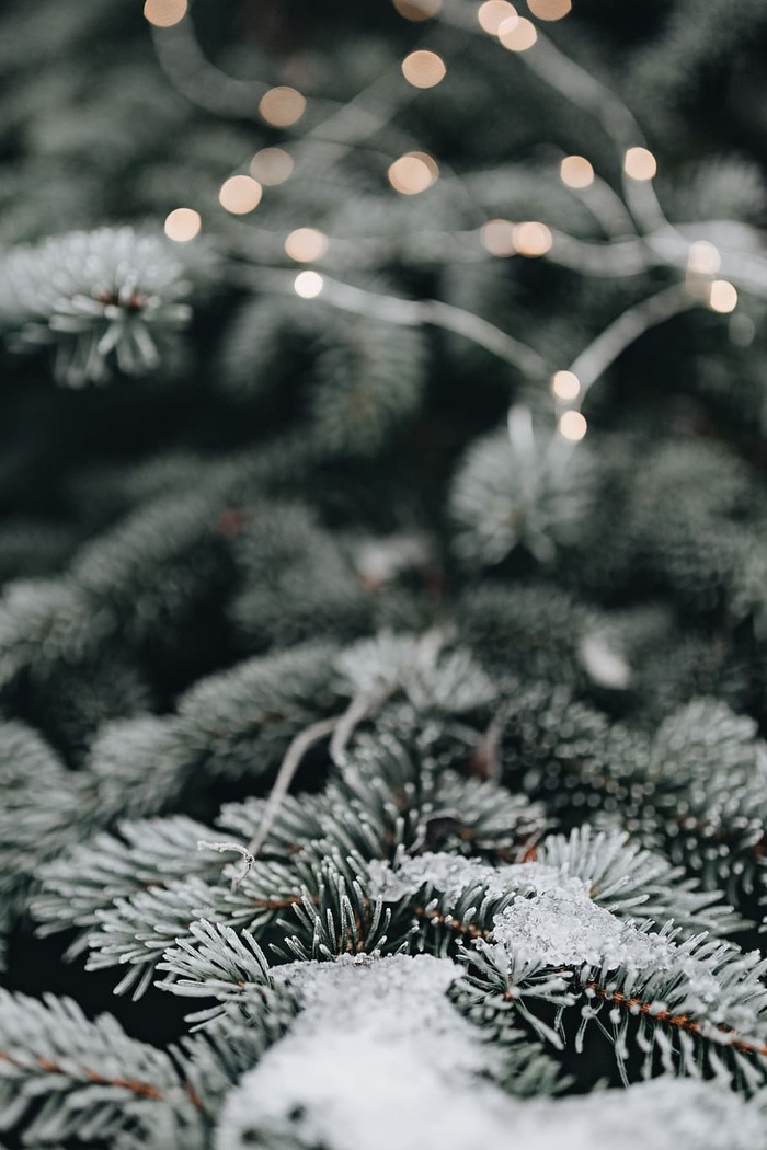 冰冻的树叶和树枝