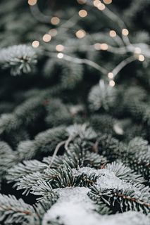 冰冻的树叶和树枝