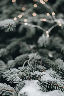 冰冻的树叶和树枝