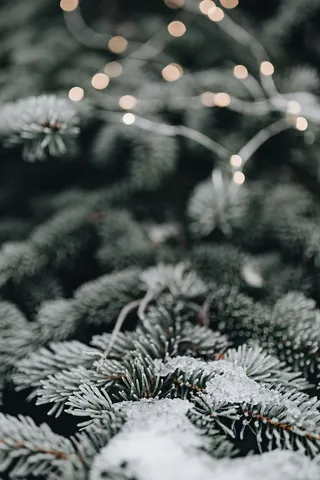 冰冻的树叶和树枝