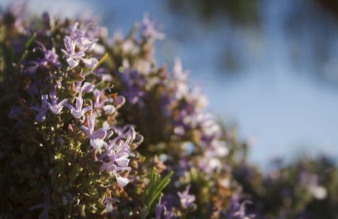 花，迷迭香，花，开花植物，植物，生长，自然之美，新鲜