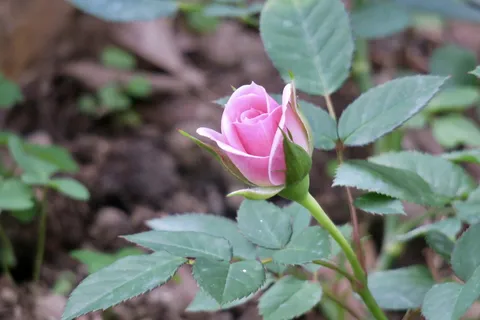 自然, 植物, 花, 叶, 花园, 植物部分, 开花植物, 自然之美 自然, 植物, 花, 叶, 花园, 植物部分, 开花植物, 自然之美