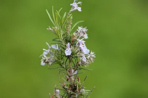 迷迭香，开花，开花，香料花，开花植物，花，植物，脆弱性