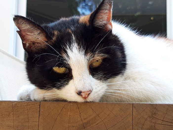 猫，猫，宠物，猫，胡须，肖像，脸，家猫