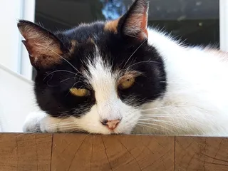 猫，猫，宠物，猫，胡须，肖像，脸，家猫