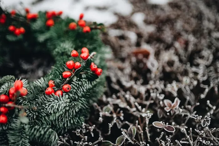 圣诞快乐的冬青花环